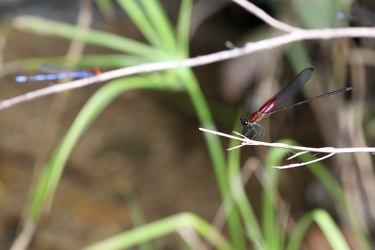 Damselflies - Hetaerina sp? and Argia sp?