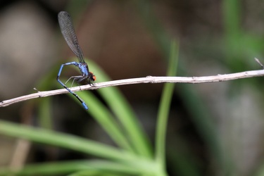 Damselfly - Argia oenea