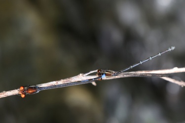 Damselfly - Argia oenea