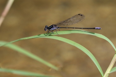 Damselfly - Argia pulla