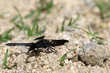 Dragonfly - Pseudoleon superbus