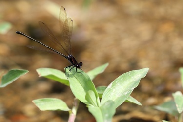 Damselfly - Argia tezpi