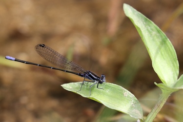 Damselfly - Argia pulla