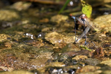 Damselfly - Argia oenea