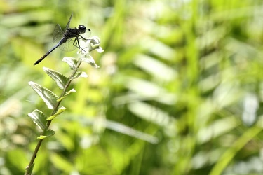 Dragonfly - Cannaphila vibex?