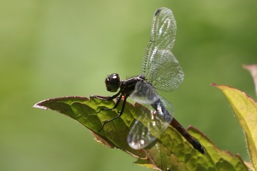 Dragonfly - Cannaphila vibex