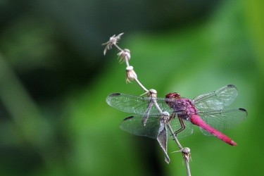 Dragonfly - Orthemis discolor