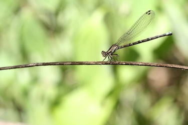 Damselfly - Argia elongata