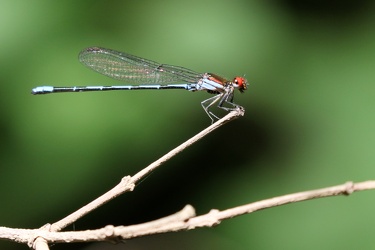 Damselfly - Argia oenea