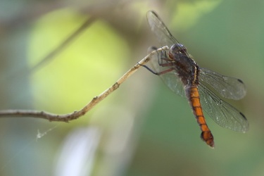 Dragonfly - Libellula herculea
