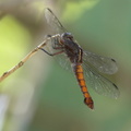 Dragonfly - Libellula herculea