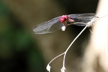 Dragonfly - Orthemis discolor