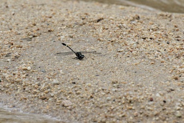 Dragonfly - Progomphus clendoni