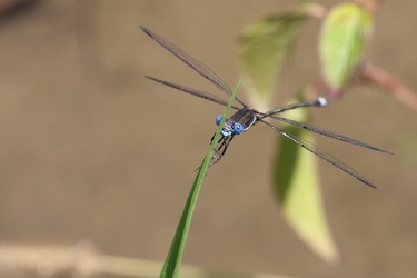Damselfly - Archilestes grandis