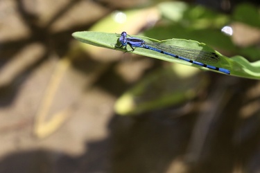 Damselfly - Argia elongata