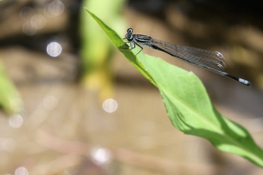 Damselfly - Apanisagrion lais (Black-and-white Damsel)