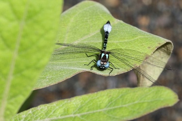 Dragonfly - Macrothemis pseudimitans