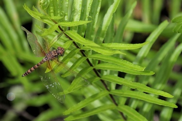 Dragonfly - Paltothemis lineatipes