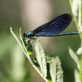 Blåvinget Pragtvandnymfe / Beautiful Demoiselle (Calopteryx virgo)