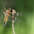 Fireplettet Libel / Four-spotted Chaser (Libellula quadrimaculata)