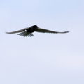 Sortterne / Black Tern
