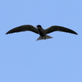 Sortterne / Black Tern