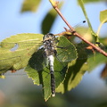 Østlig Kærguldsmed / Dark Whiteface (Leucorrhinia albifrons)