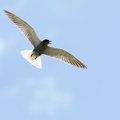 Sortterne / Black Tern