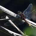 Stor Kærguldsmed / Yellow-spotted Whiteface (Leucorrhinia pectoralis)