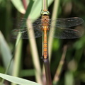 Kileplet-mosaikguldsmed / Green-eyed Hawker (Aeshna isoceles) 
