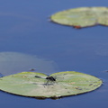 Åkande-kærguldsmed / Lilypad Whiteface (Leucorrhinia caudalis)