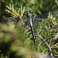 Almindelig Flodguldsmed / Common Clubtail (Gomphus vulgatissimus) 