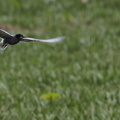 Sortterne / Black Tern