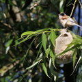 Pungmejse / Penduline Tit