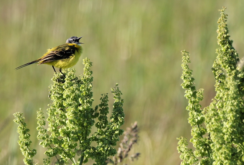 JPK #3_039308.web.jpg