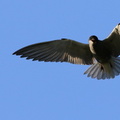Sortterne / Black Tern