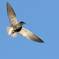 Sortterne / Black Tern