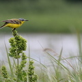 Gul Vipstjert / Yellow Wagtail