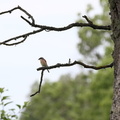 Rødrygget Tornskade / Red-backed Shrike