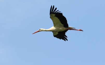 Hvid Stork / White Stork