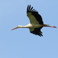 Hvid Stork / White Stork