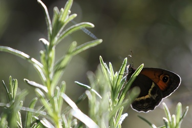 Randøje Pyronia bathseba