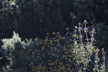 Sortstrubet Bynkefugl