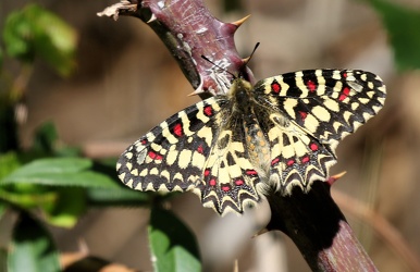 Guirlandesommerfugl Zerynthia rumina