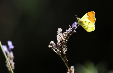 Høsommerfugl Anthocharis belia