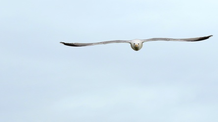 Middelhavssølvmåge