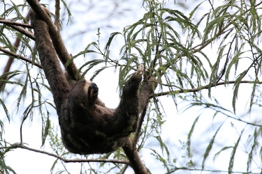 Brown-throated Three-toed Sloth (Bradypus variegatus)