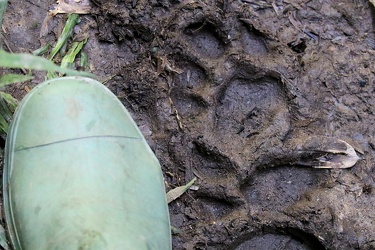Jaguar track
