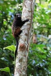 Weddell's Saddle-back Tamarin (Leontocebus weddelli)