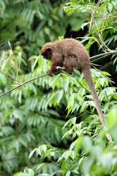 Toppin's Titi Monkey (Callicebus toppini)